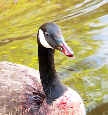 [The goose sits upright in the water with red blood covering the lower two thirds of its bill and splattered blood over the front of its breast and reddish tinges on the feathers of its back where it tried to wipe the blood off its bill.]